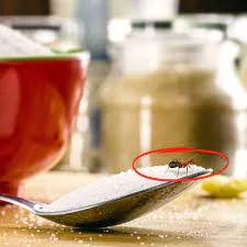 How To Get Rid Of Ants In The Kitchen