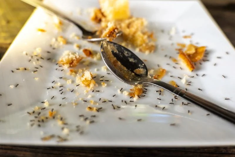 How To Get Rid Of Ants In The Kitchen